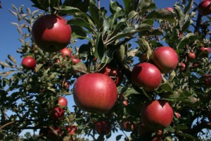 apple-tree-branch